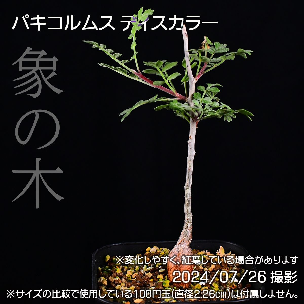 3DG 実生 象の木 パキコルムス ディスカラー コーデックス 塊根植物 パキコルムスディスカラー - メルカリ