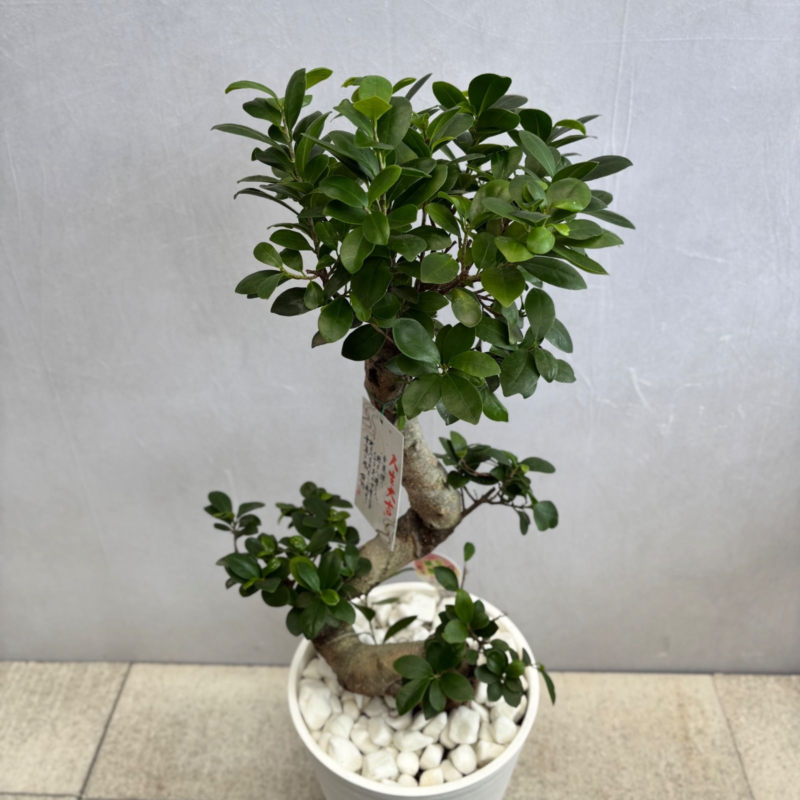 縁起物 人気の昇り龍ガジュマル 曲がり ８号 ガジュマル 観葉植物 曲がり 8号鉢苗 大型 盆栽 登り樹 昇り竜