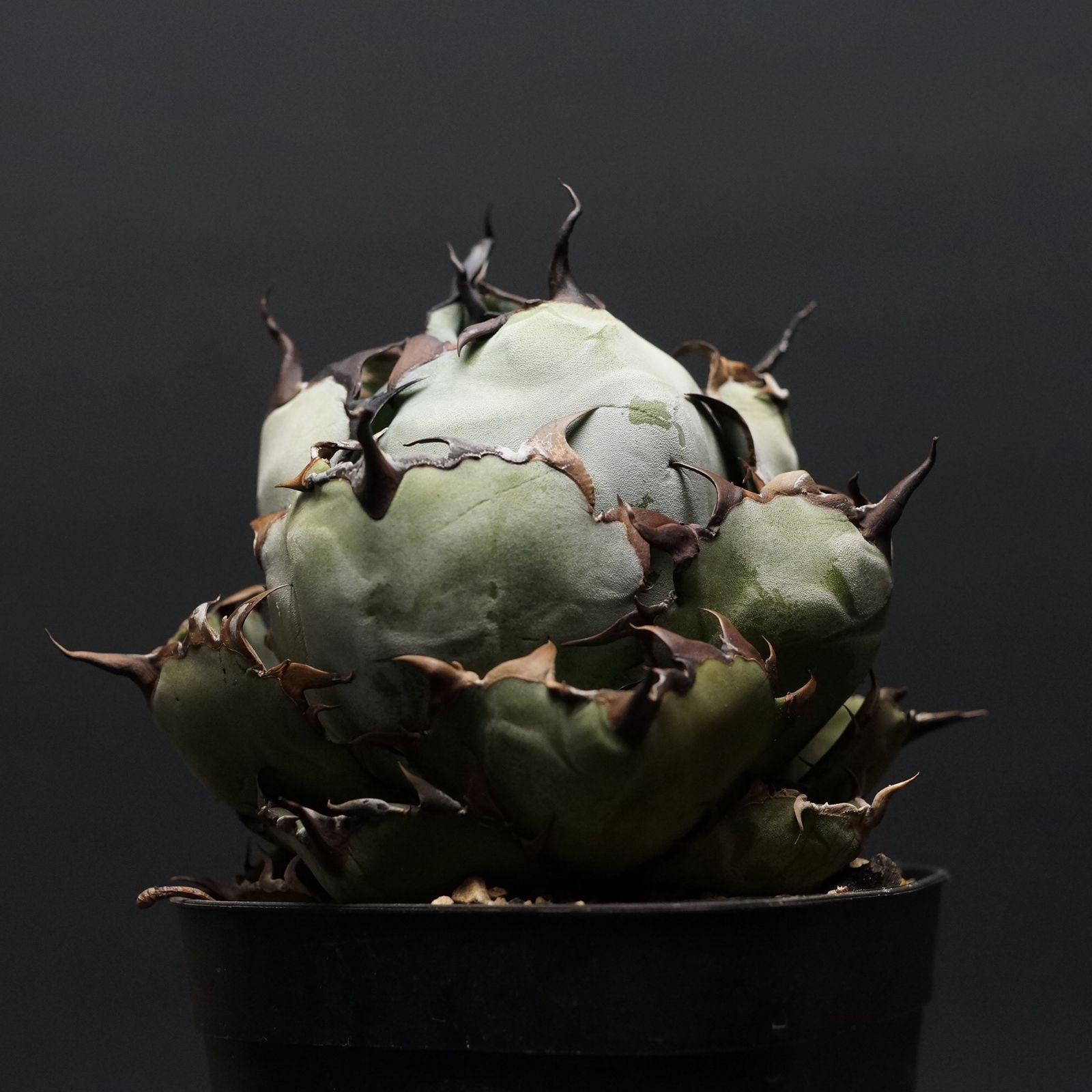 Agave titanota アガベ チタノタ ブラック＆ブルー 管理2391