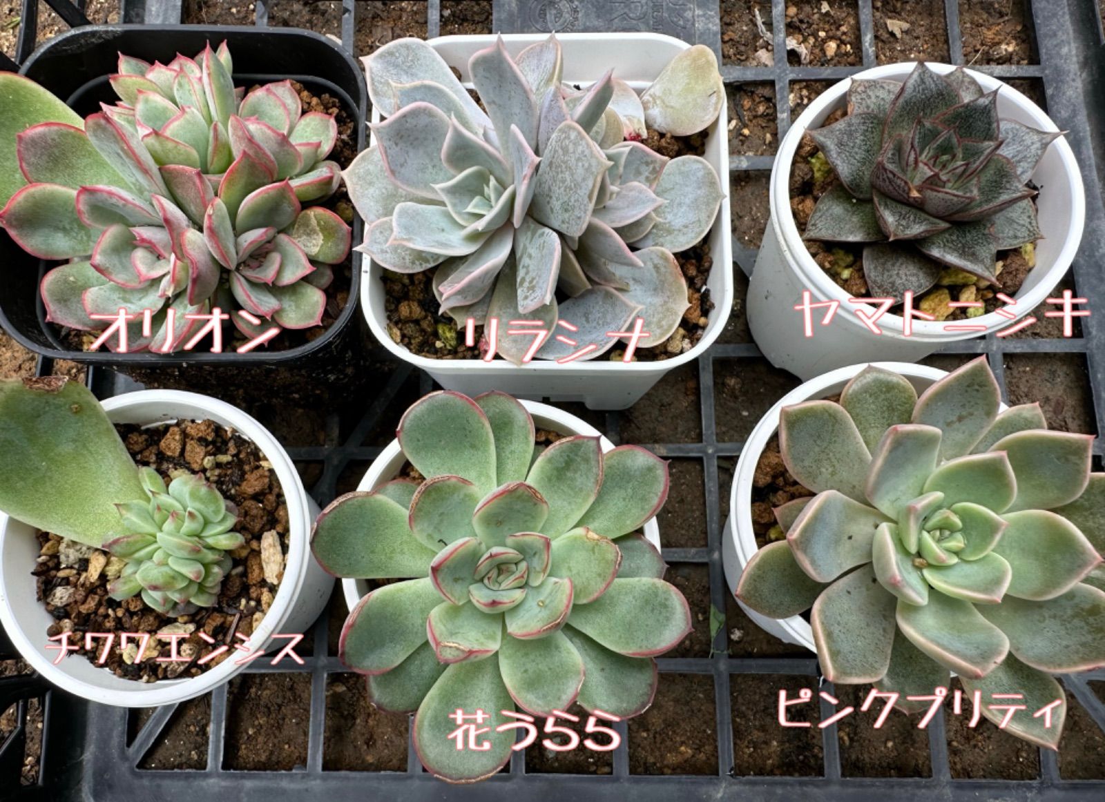 ◇Pink Crystal◇ 韓国苗 エケベリア 多肉植物 - 観葉植物