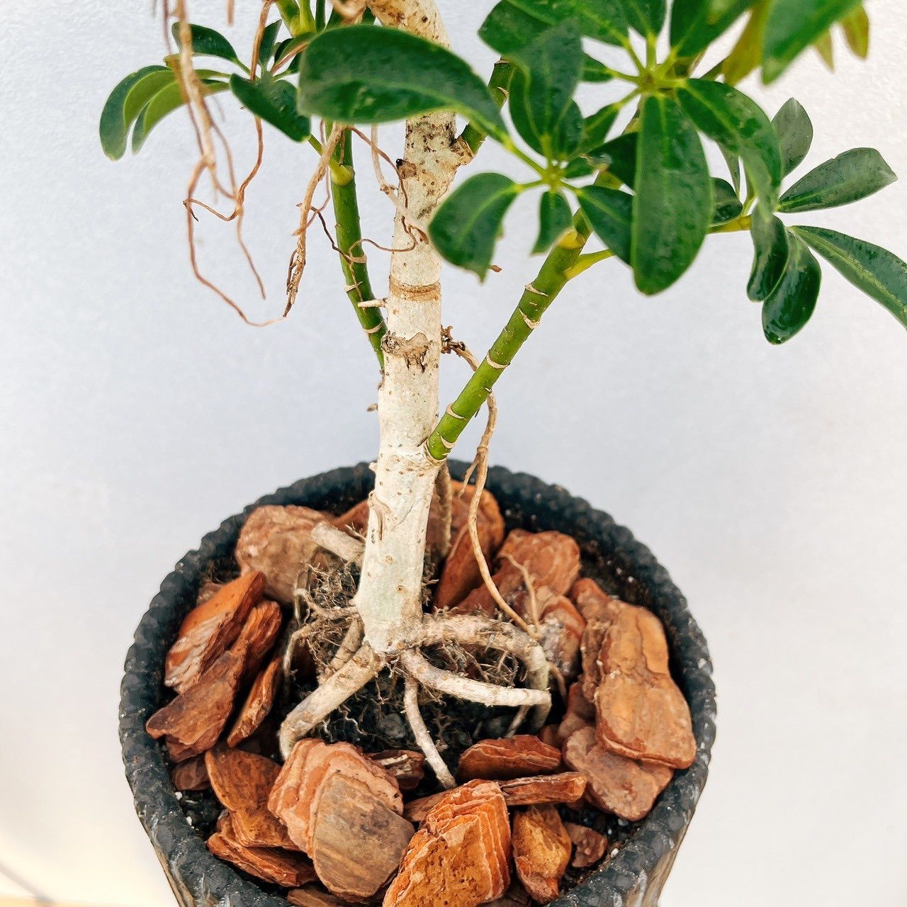 シェフレラ・コンパクタ リビングサイズ 楽天市場】「幹曲がり