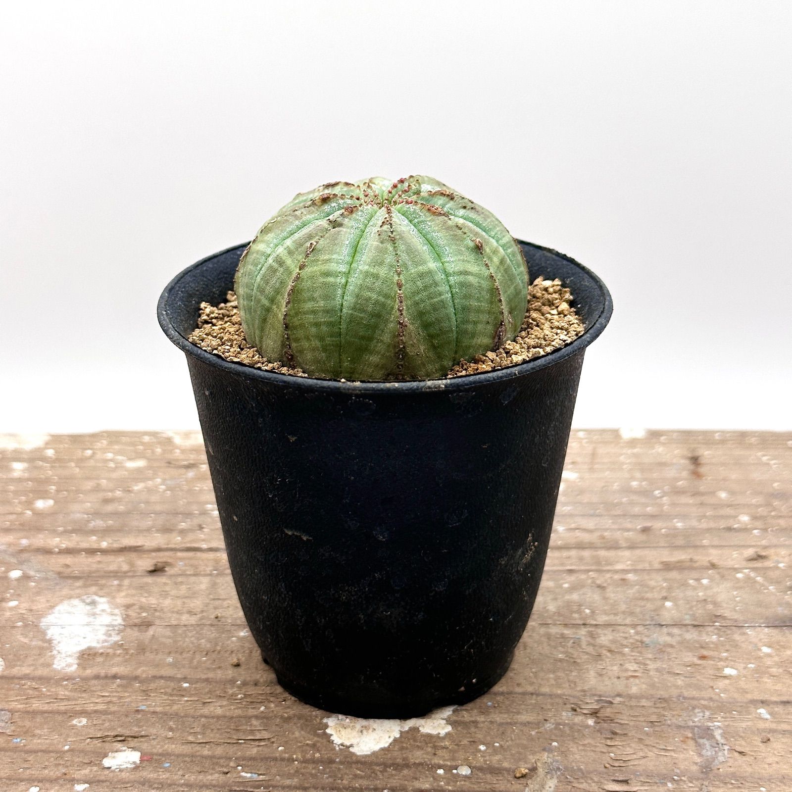 ユーフォルビア オベサ 実生 多肉植物 塊根植物 コーデックス - メルカリ