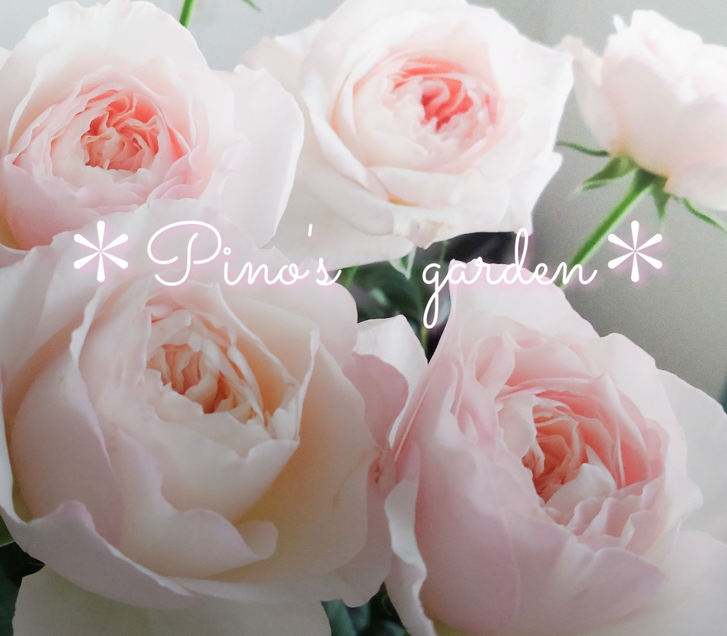 切花品種 イングリッシュローズ バラ バラ苗 挿し木苗