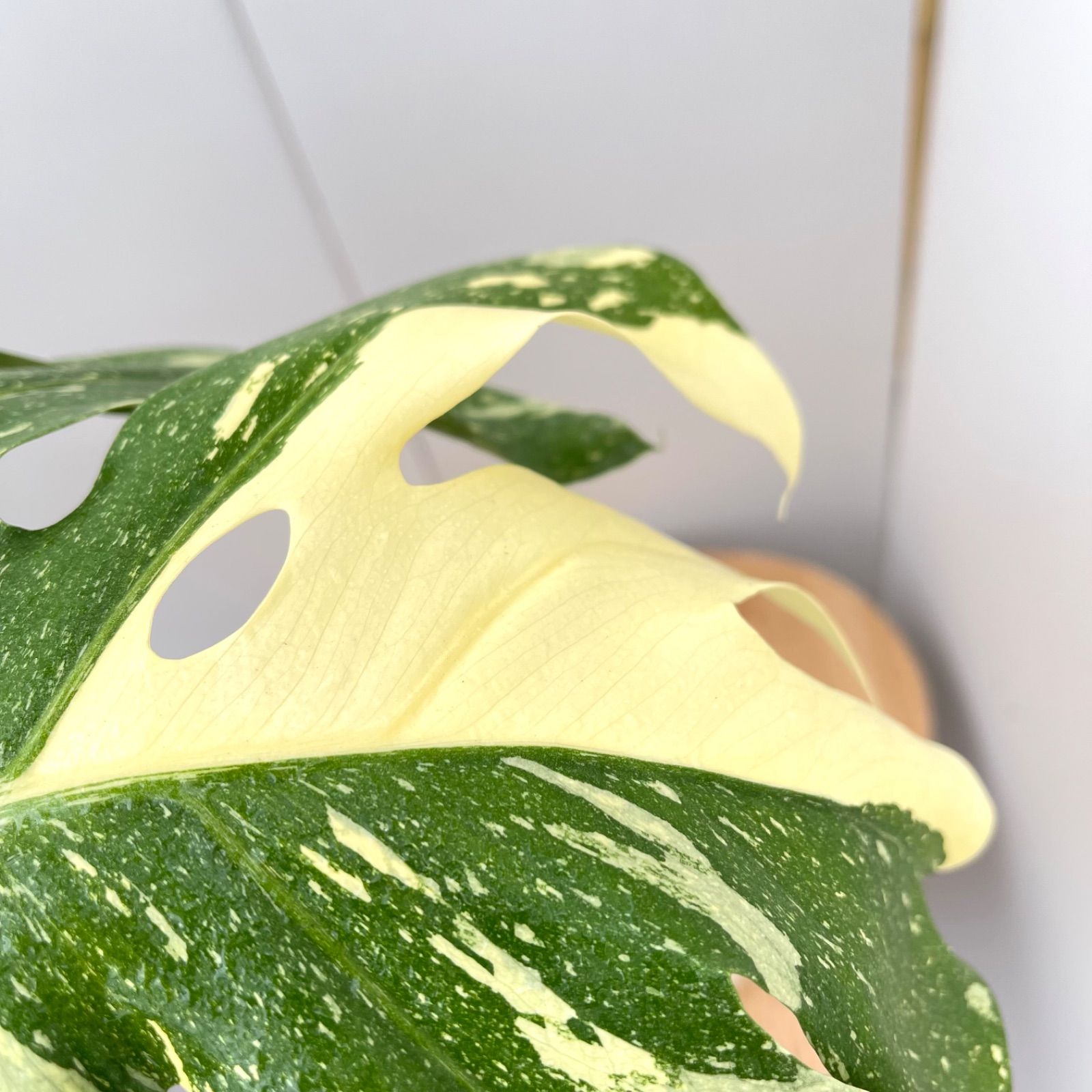 現品 観葉植物
