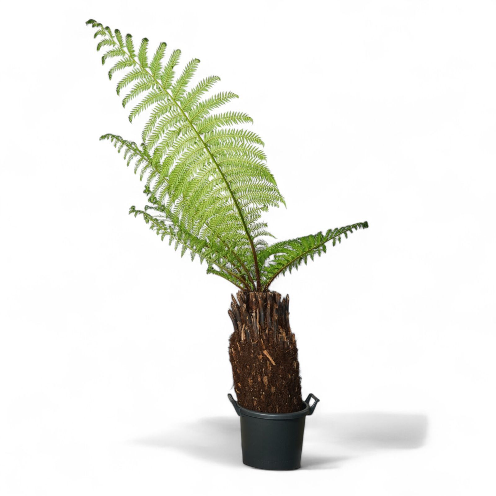 Dicksonia antarctica ディクソニア アンタルクティカ 6 木性シダ 全高91cm 胴囲106cm