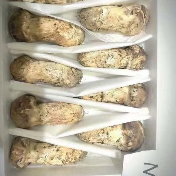 数量限定！中国雲南省産　新鮮松茸　 小ぶりつぼみS 約1kg 週末限定大特価！！中国雲南省産 新鮮松茸 小ぶり つぼみS 約1kg