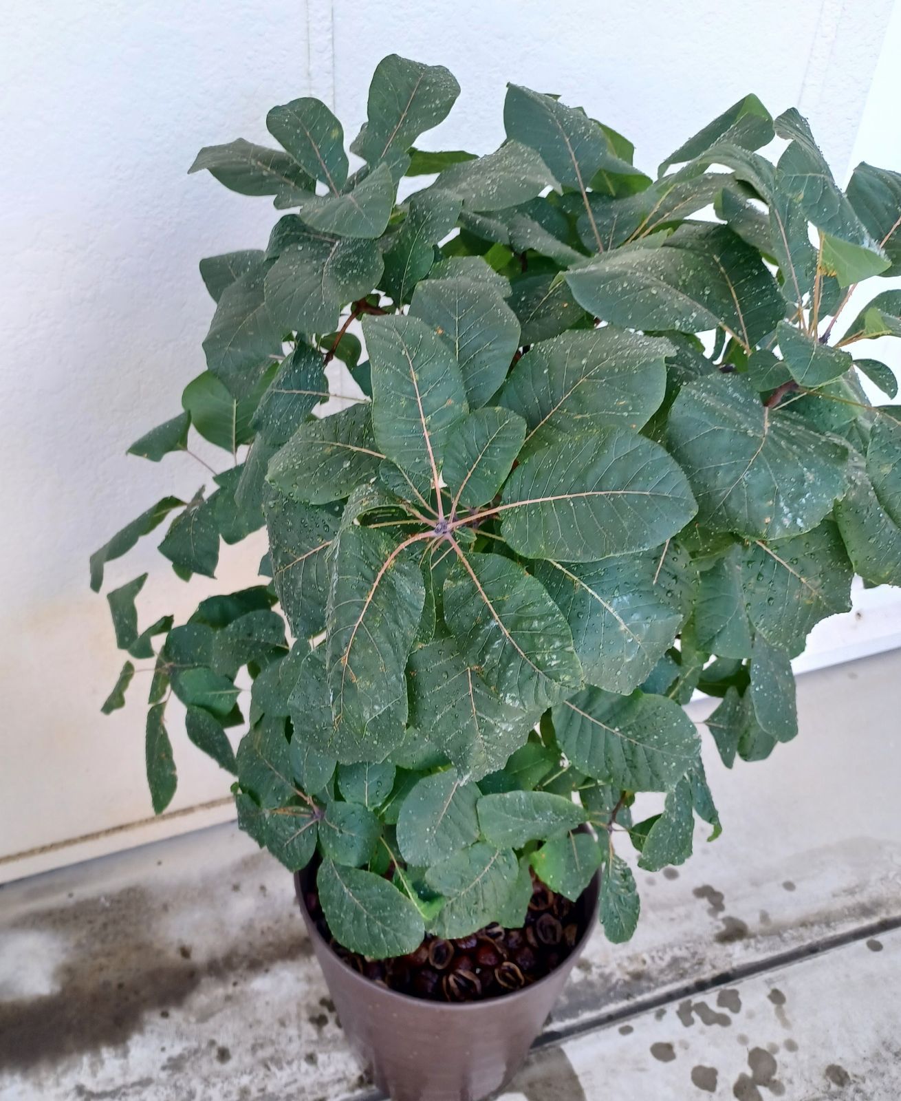 shiturae select スモークツリー グレース 鉢植えセット shiturae select スモークツリー グレース 鉢植えセット