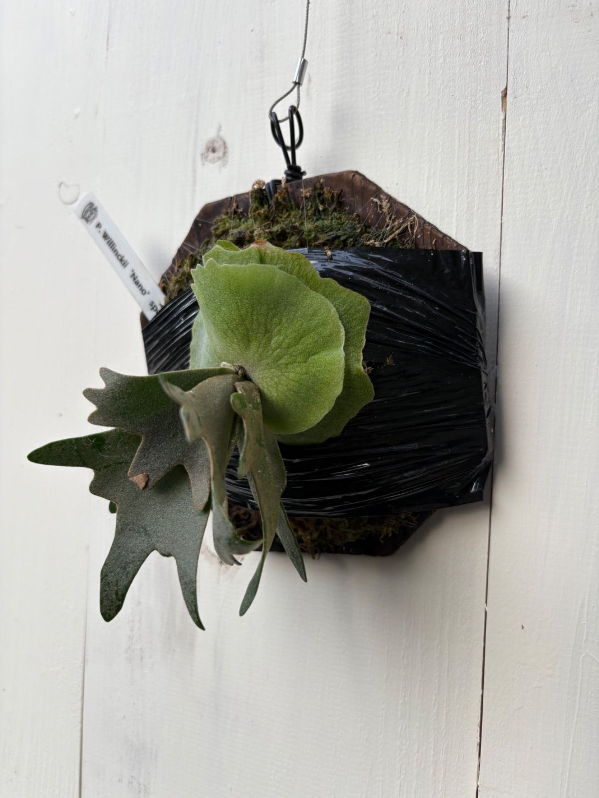 P.willinckii 'Nano' spore 403 P. willinckii 'Nano' (spore