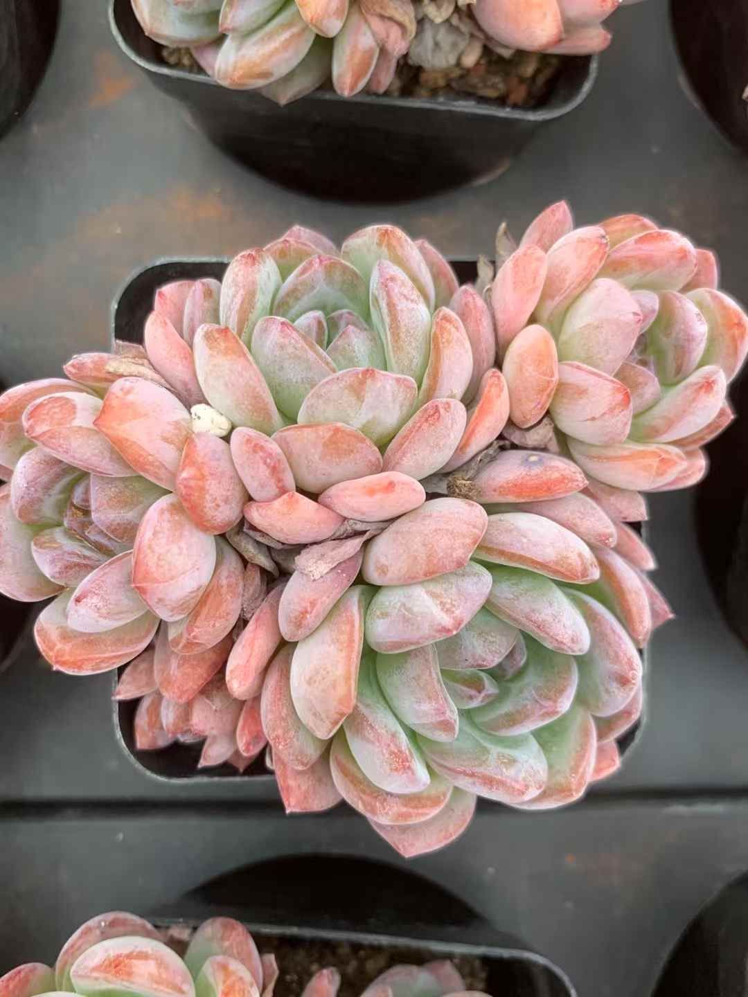 40株の抜き苗セット】スタースノー 多肉植物 佐川急便発送 エケベリア