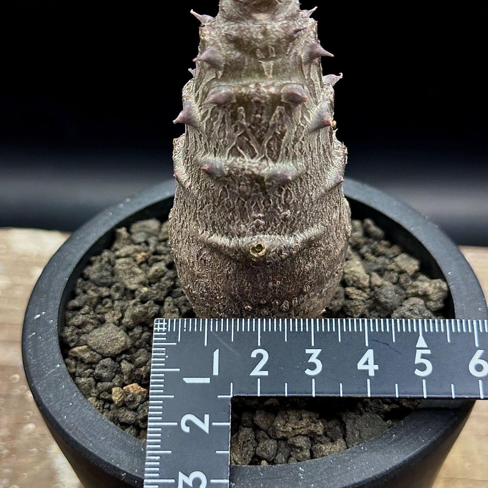 レア種 実生 パキポディウム レアリー 抜き苗 Pachypodium Lealii【パキポディウム・レアリー・実生