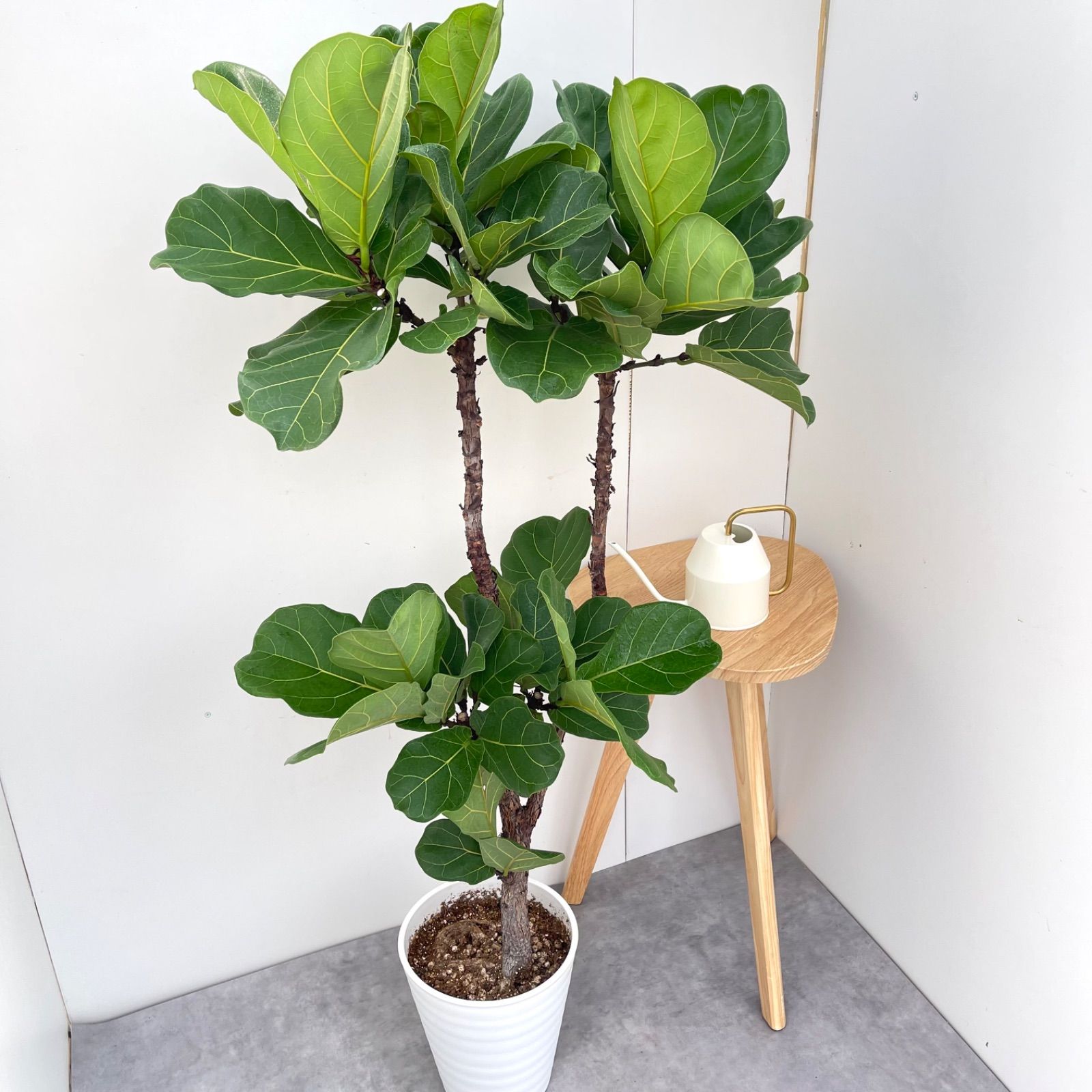 専用】カシワバゴム（フィカス・リラータ） 【公式通販】