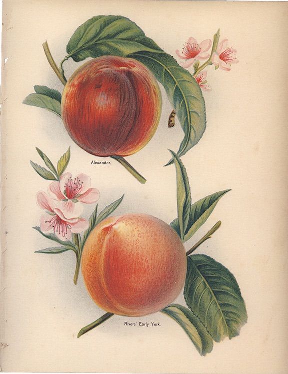 絵画　【桃】 fit=scale-down,w=1200