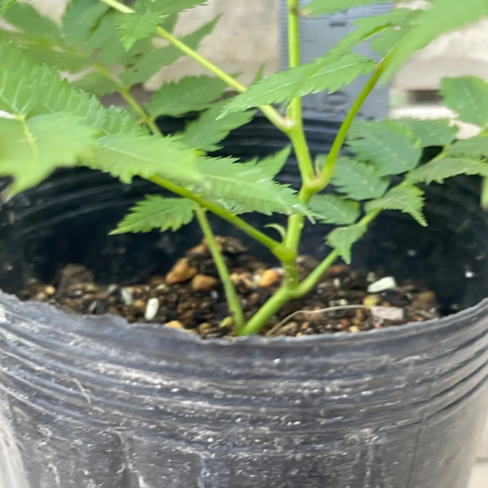 チンシバイ　庭ナナカマド 超大苗 ⑧落葉低木❣️ニワナナカマド(チンシバイ)♡抜き苗 10.5cmポット入り