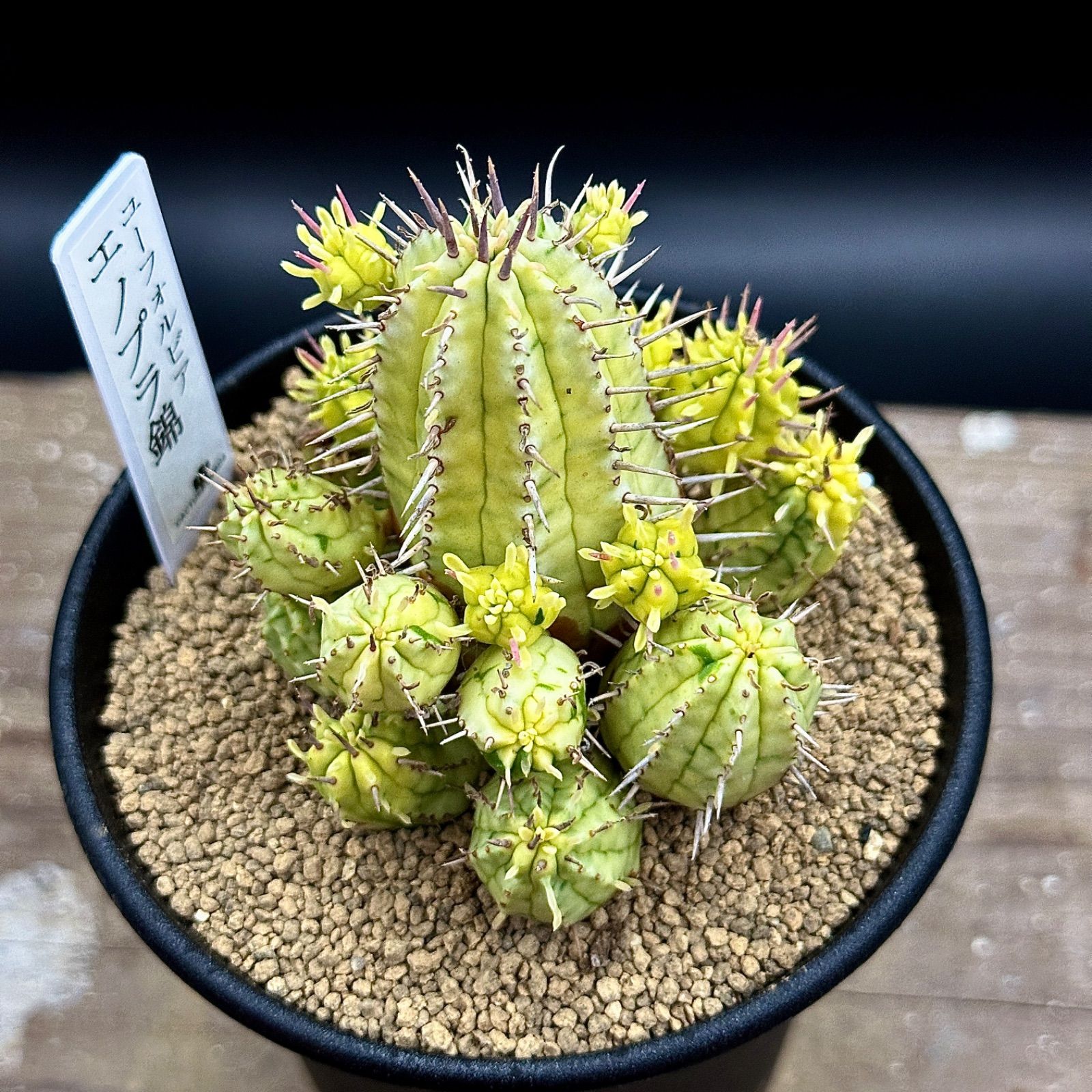 激レア】ユーフォルビア エノプラ 錦 斑入り 抜き苗で発送 - メルカリ
