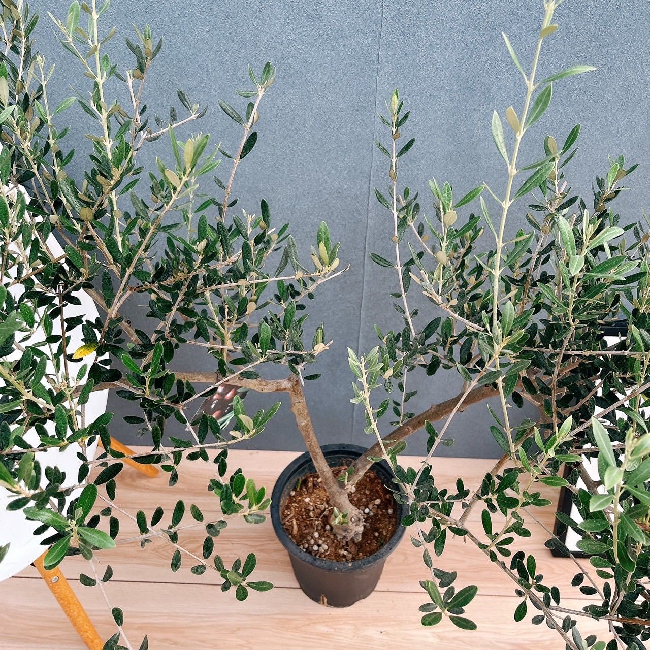 オリーブの木 かっこいい