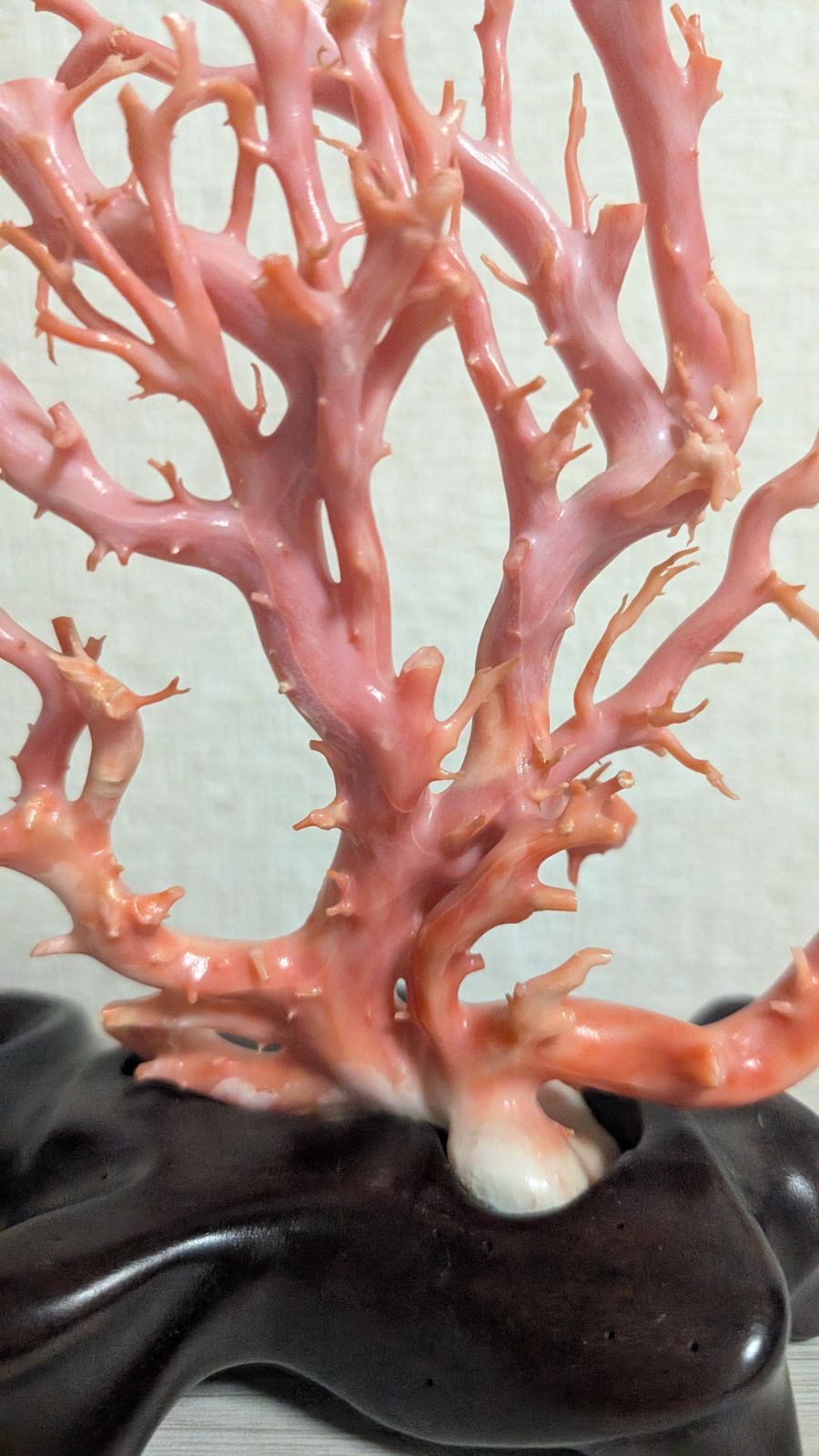 本珊瑚