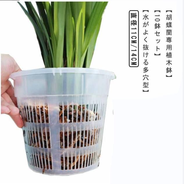 胡蝶蘭 植木鉢 10鉢セット 透明 穴付き 屋内 屋外 胡蝶蘭の植え