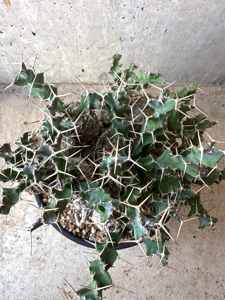 現品限り】ユーフォルビア・クラビゲラ 現地株 発根済み 約1年3ヶ月