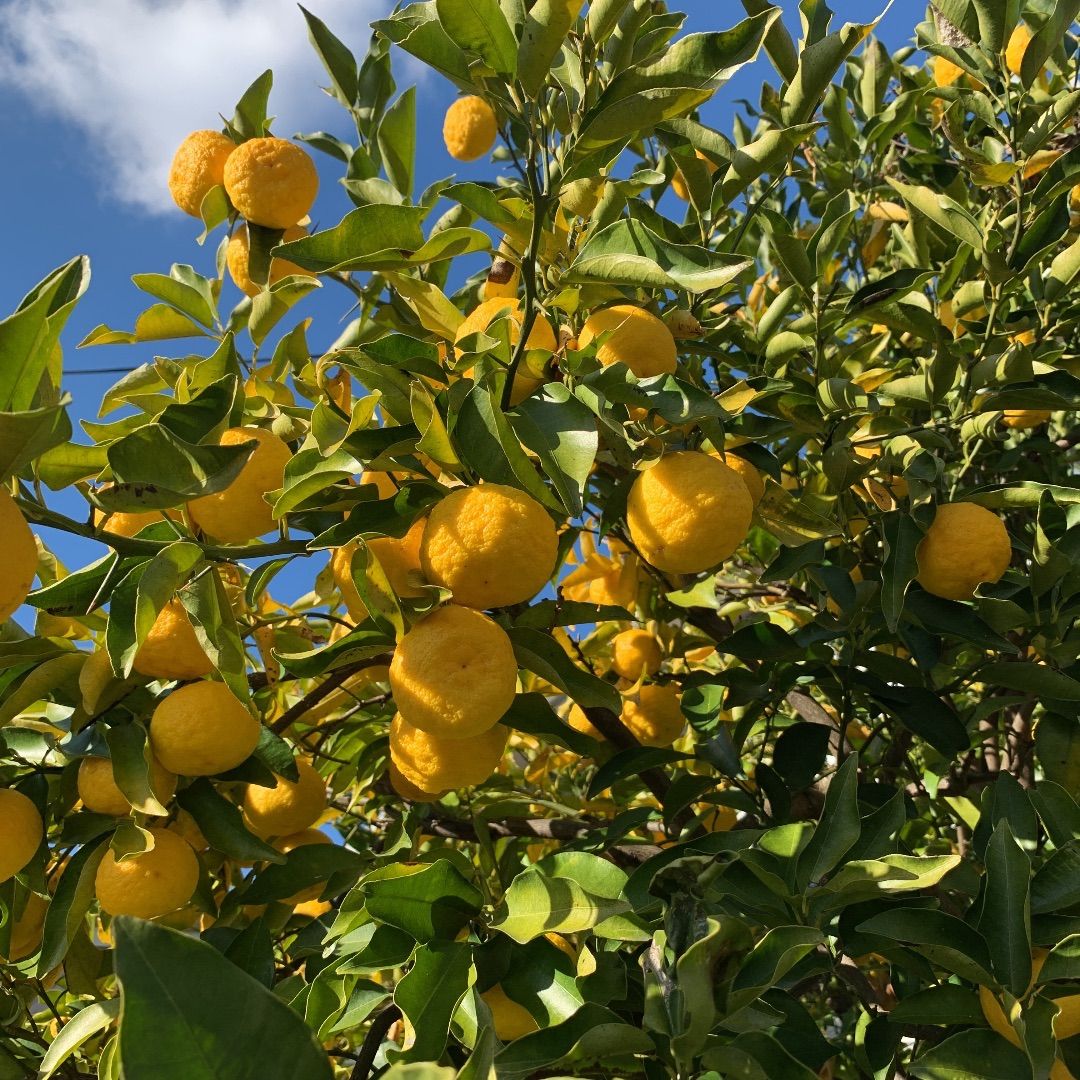 家庭菜園で取れた小ぶりの花柚子です。 - 果物