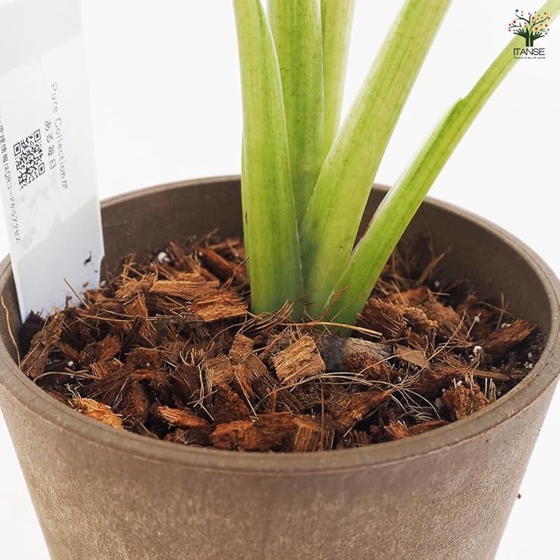 マクロリザ カモフラージュ