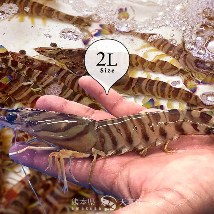 島育ち 車海老【2L】特大 活車えび 900g［21-25尾入］生きたまま