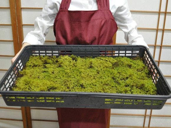 大トレー 5枚セット