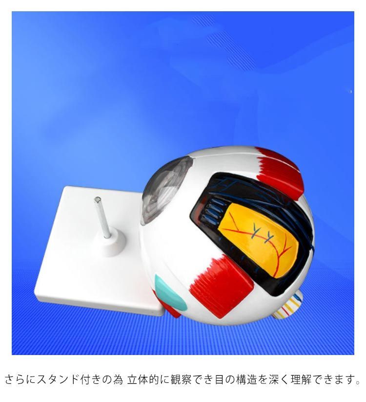 眼球 6倍拡大模型 目玉 眼球 目 眼 眼球モデル 人体模型 立体 解剖学