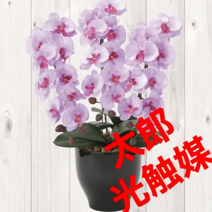 光触媒 人工観葉植物 ウォールグリーン フェイクグリーン 胡蝶蘭9362