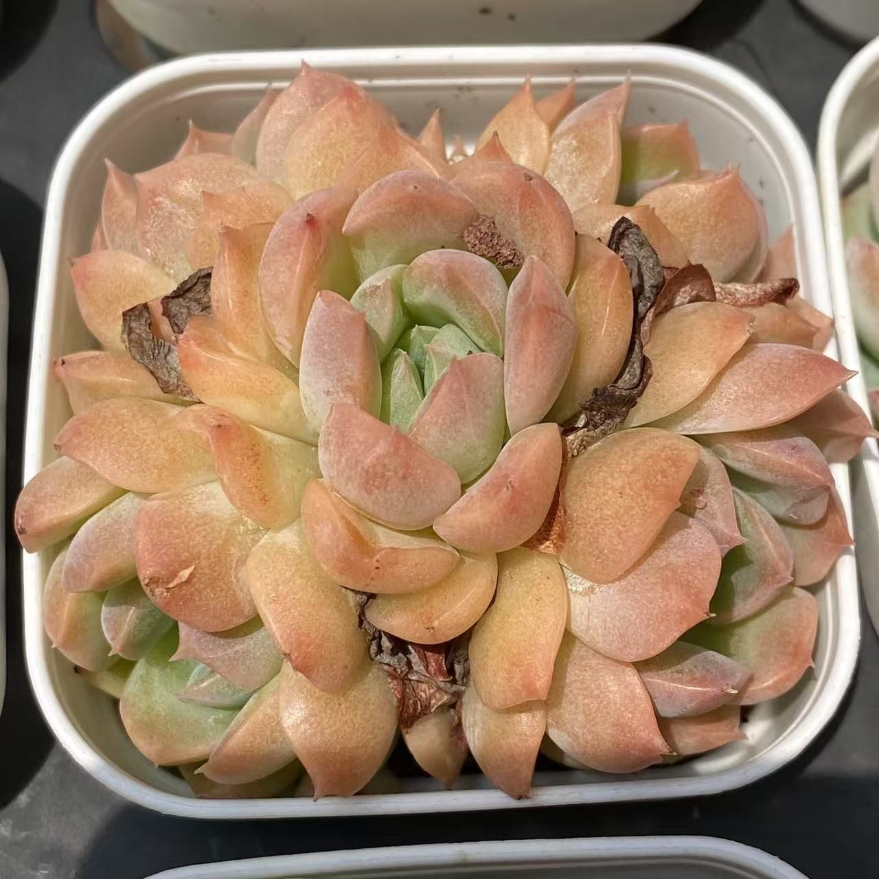 50株の抜き苗セット】飴心 多肉植物 佐川急便発送 エケベリア 韓国苗