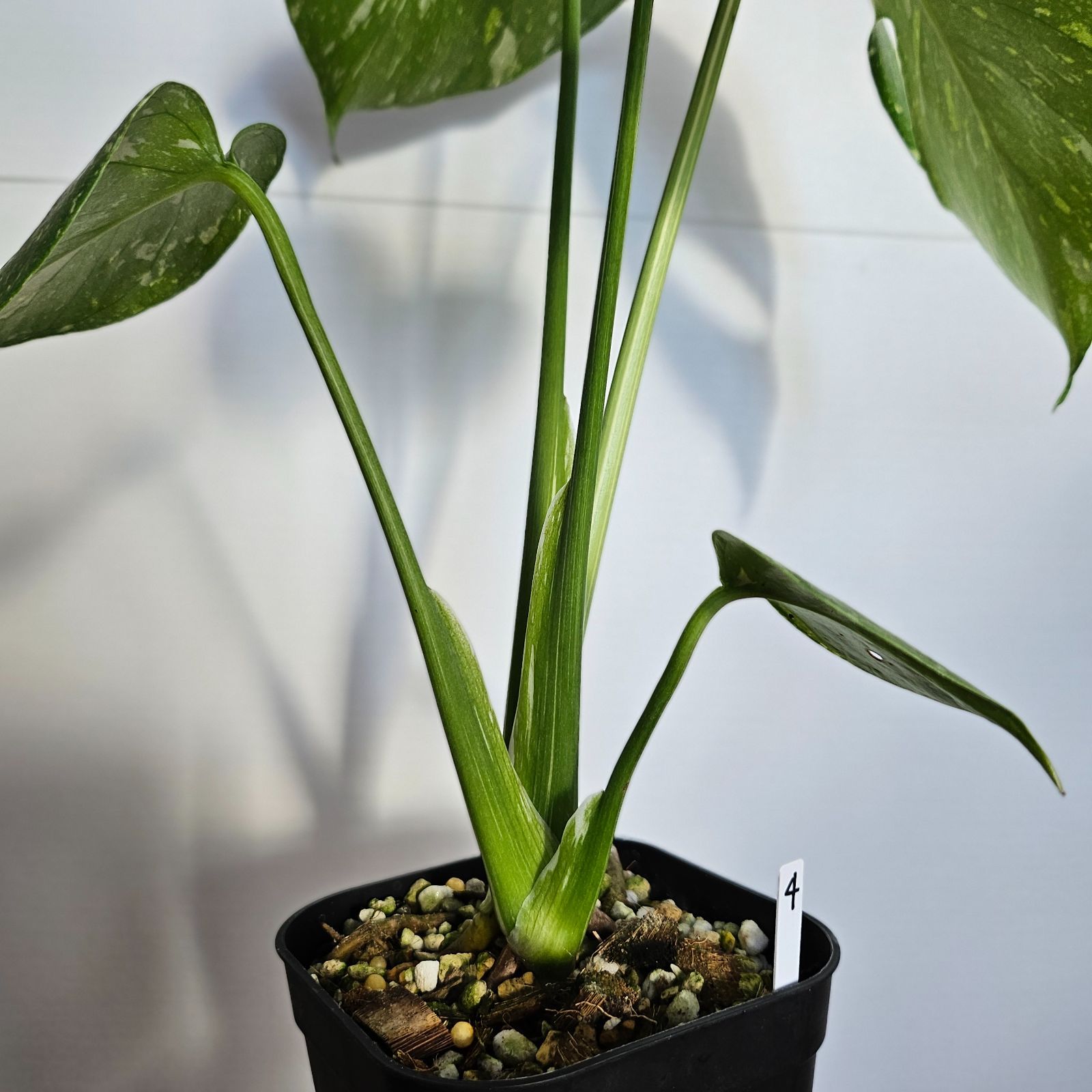 ④〔Monstera​ Thai Constellation〕モンステラデリシオーサタイ