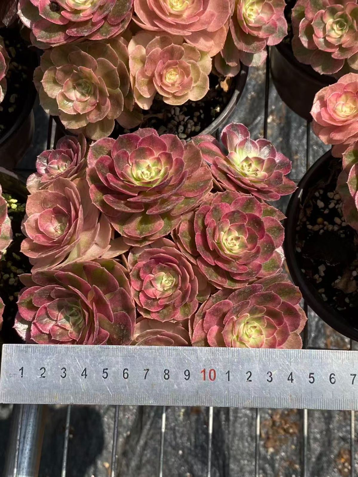 ZM1674×16 マルディグラ法師 抜き苗 多肉植物 アエオニウム エケベリア 韓国苗