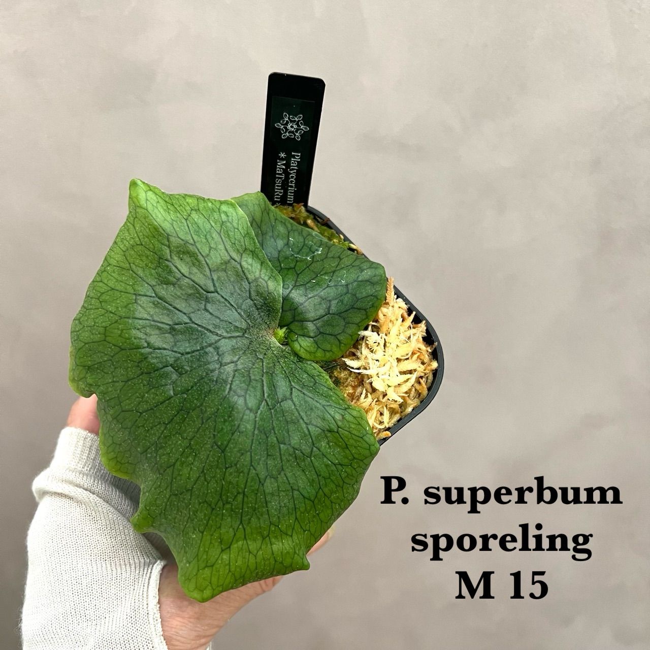 ◉複数購入歓迎◉ スパーバム ビカクシダ P. superbum sporeling 胞子