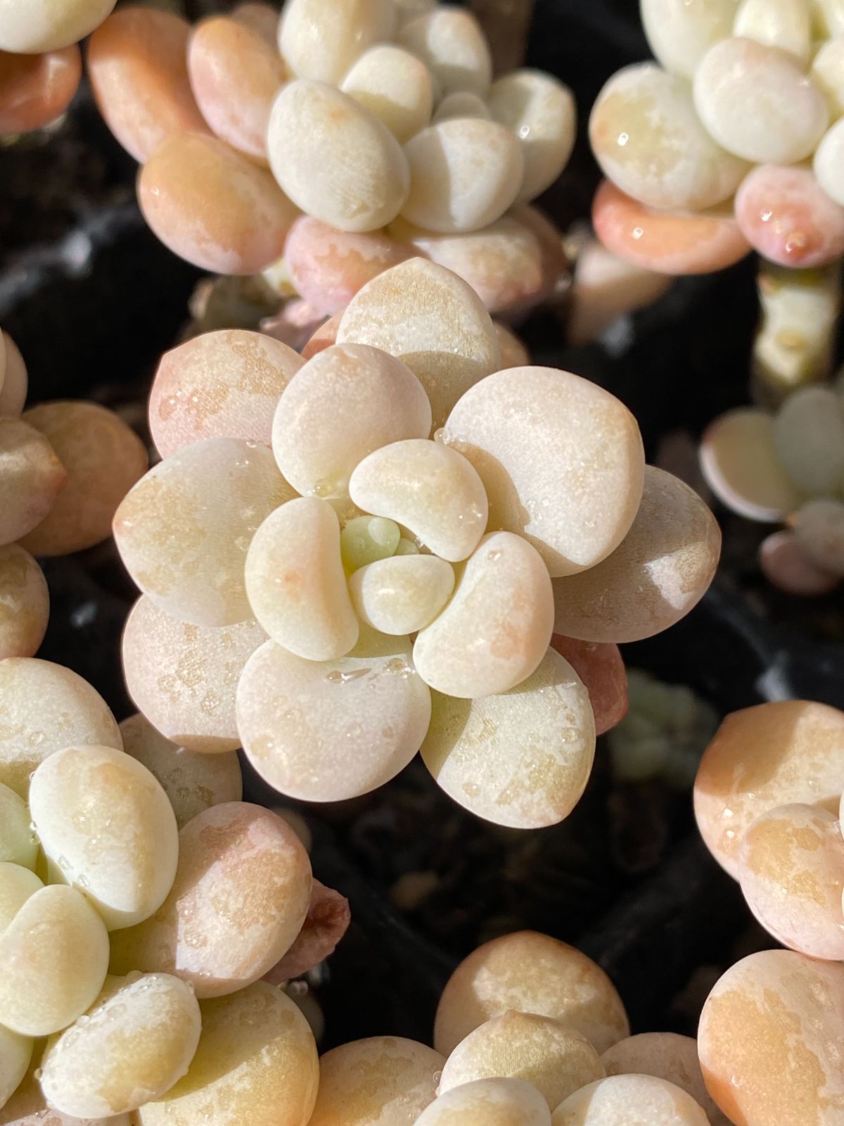 と*ん様 群生 ロココ W56×18鉢 抜き苗 多肉植物 エケベリア サボテン韓 と*ん様 群生 ロココ W56×18鉢 抜き苗 多肉植物 エケベリア サボテン