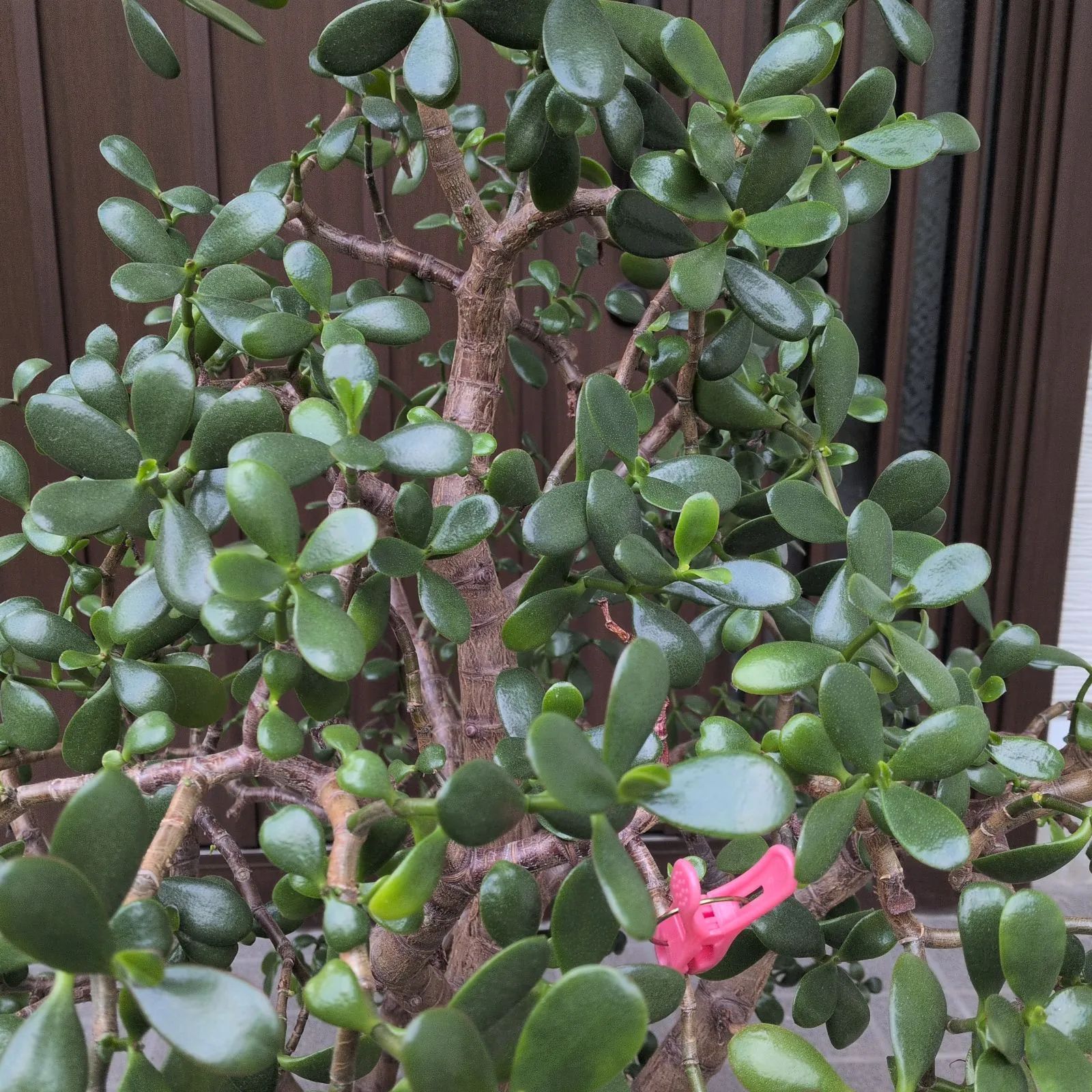 本日迄メルカリセール。15年以上大切に育てた金のなる木 15年以上育てた、流通してない大きさの金のなる木 - メルカリ