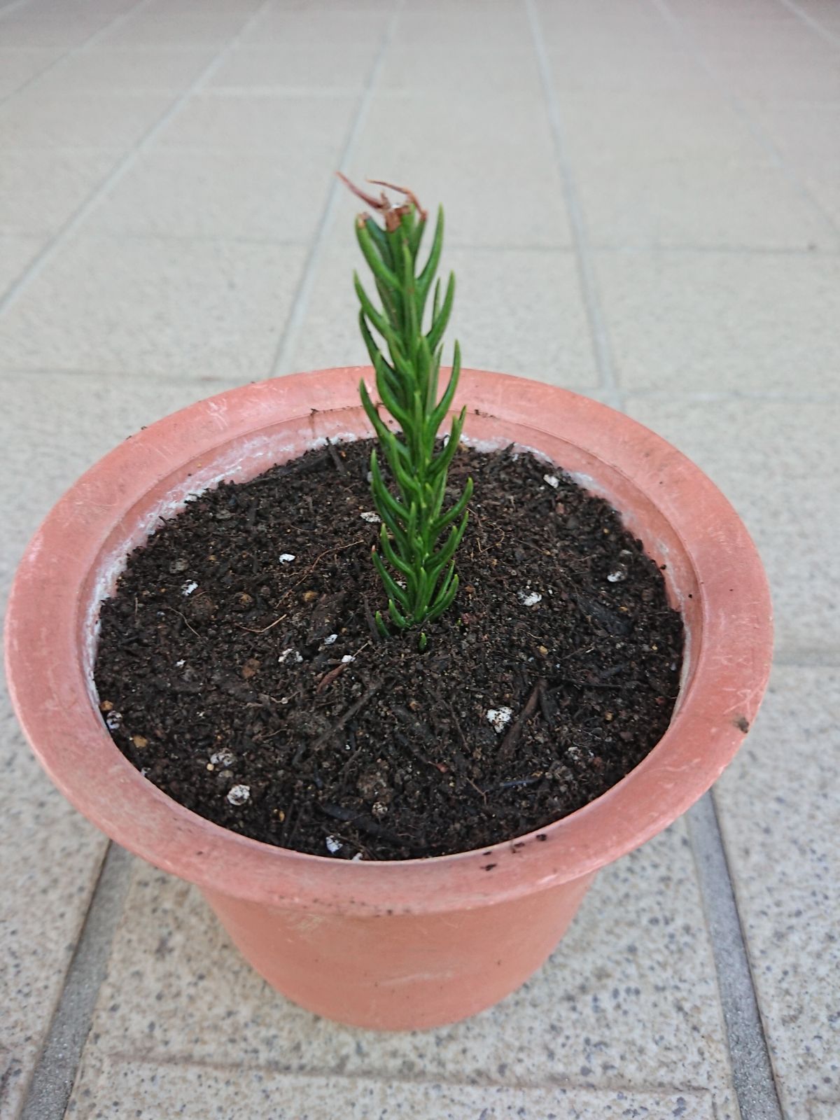 ウッドギャラリー樹 青花丸大魚缶 草花（大） 鉢 水連鉢 めだか鉢