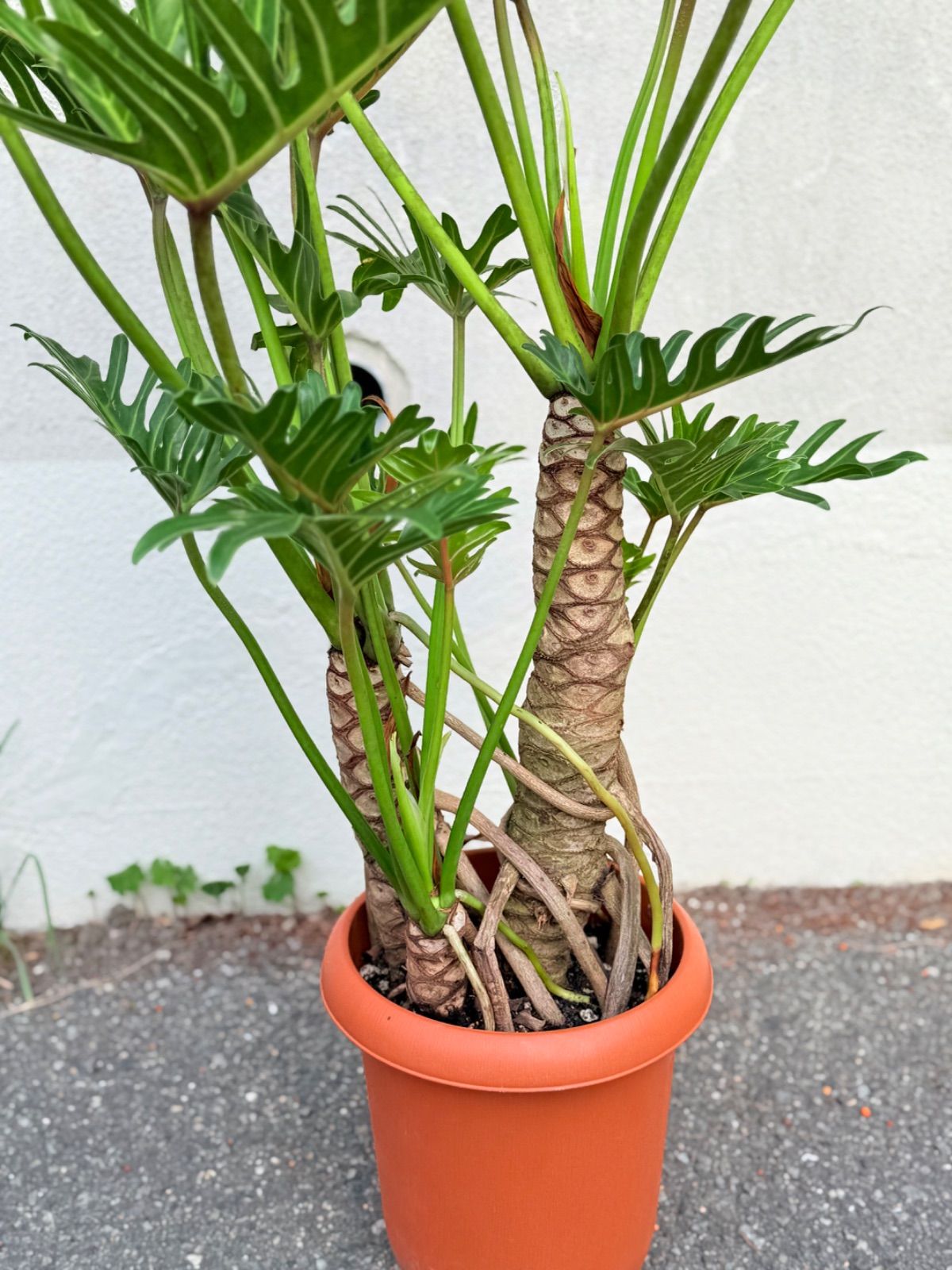 フィロデンドロン ジャイアントザナドゥ