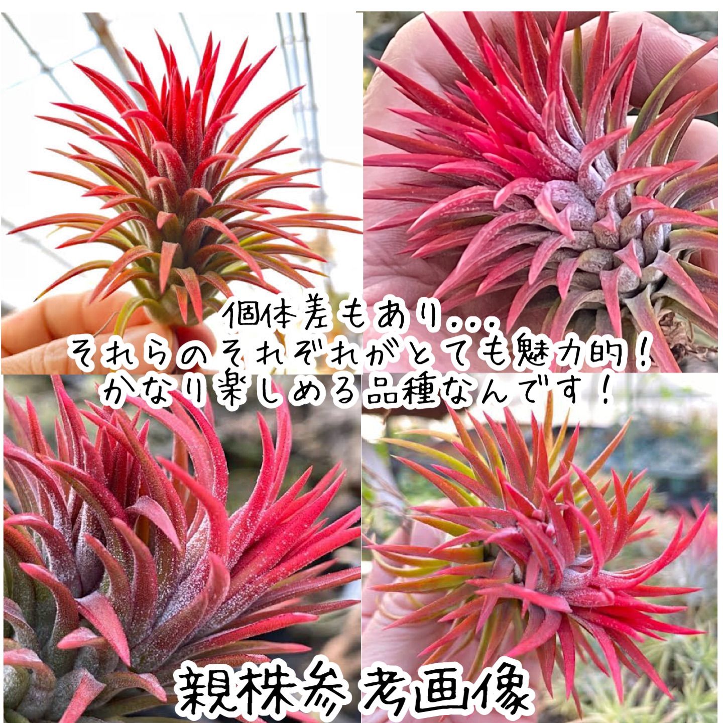 中)Tillandsia生産農場参考画像販売＊(約)φ4×4cm前後1株＊真冬の