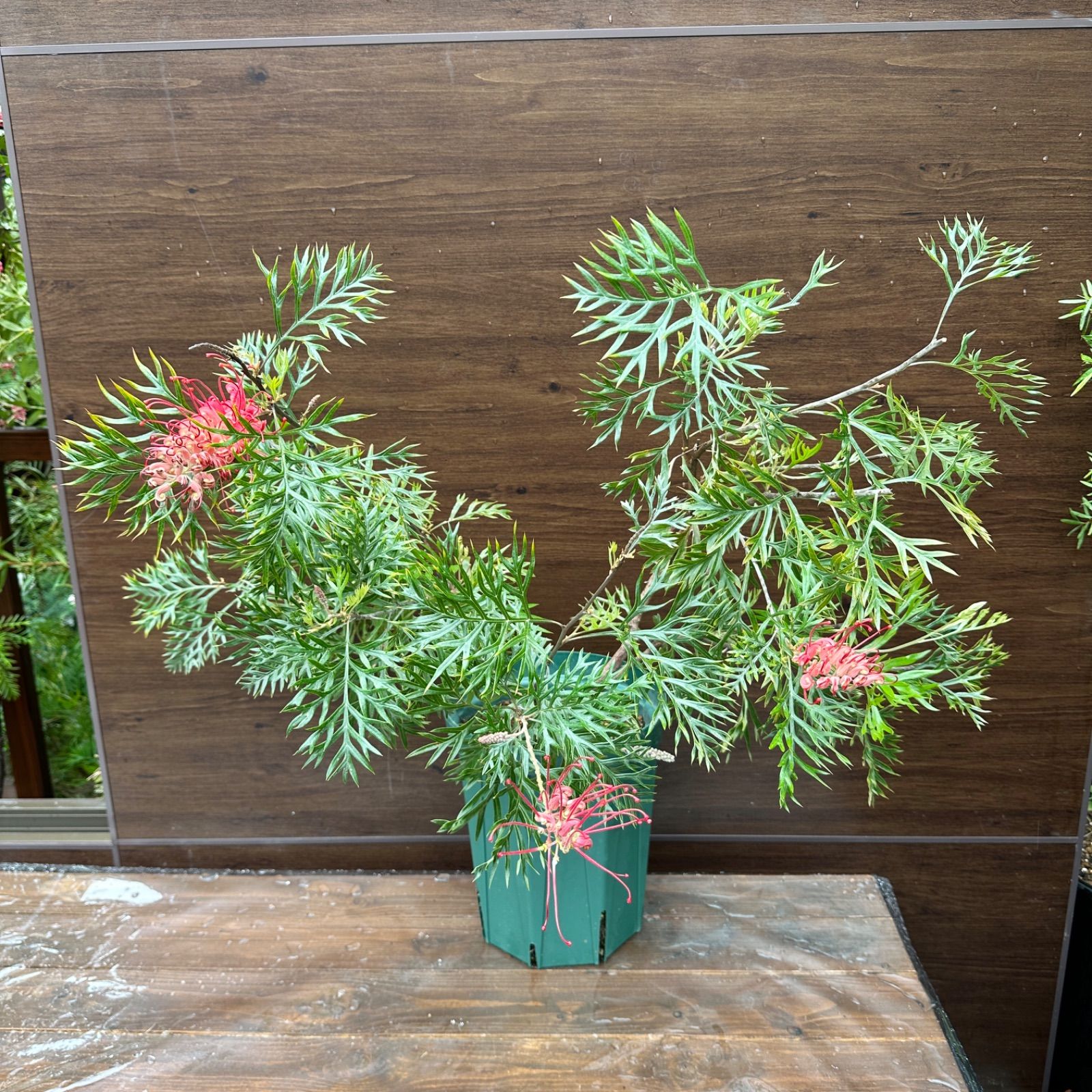 グレビレア ロビンゴードン 大株 【現品発送】④ グレビレア ロビン