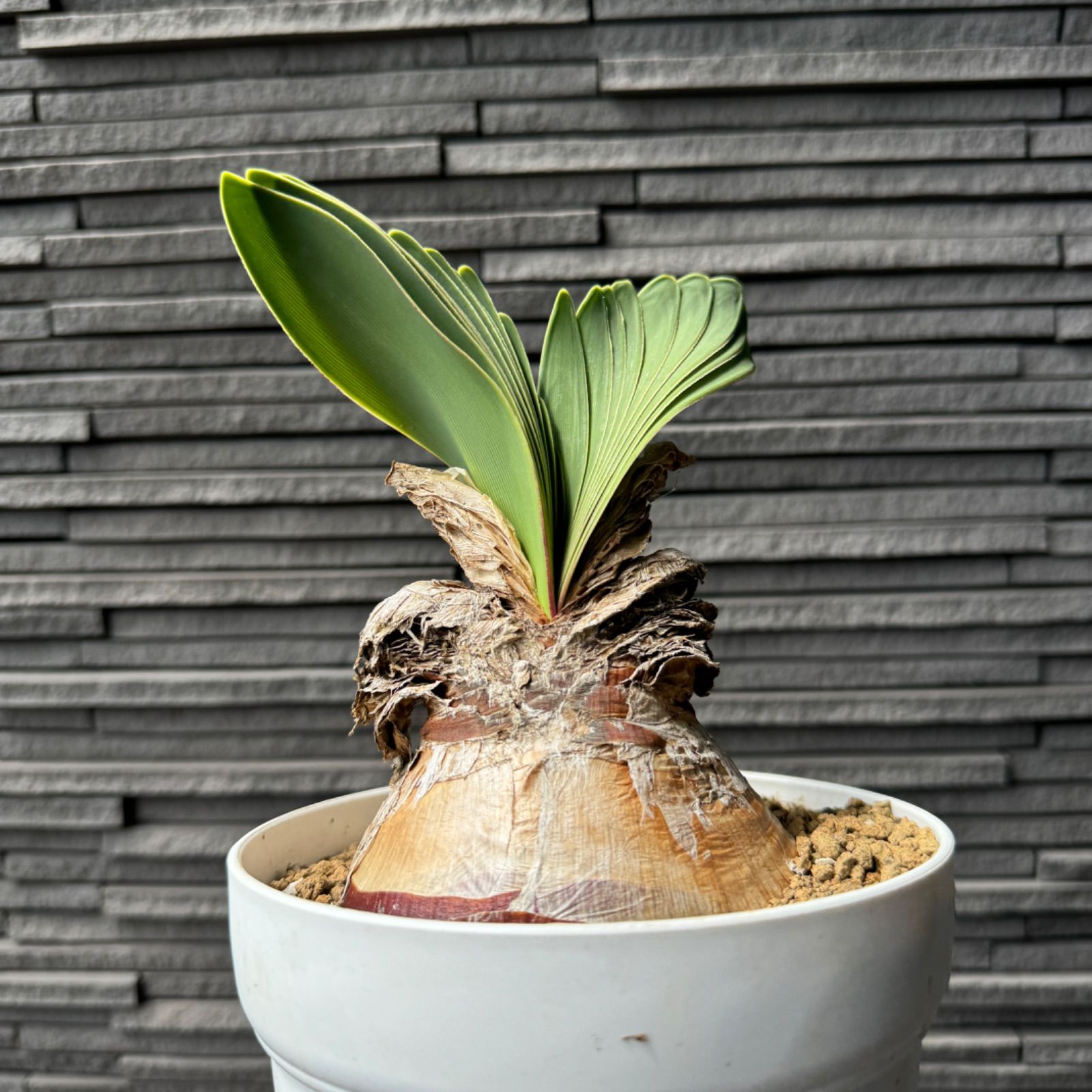 観葉植物 ご*！様 ブーファン ディスティチャ
