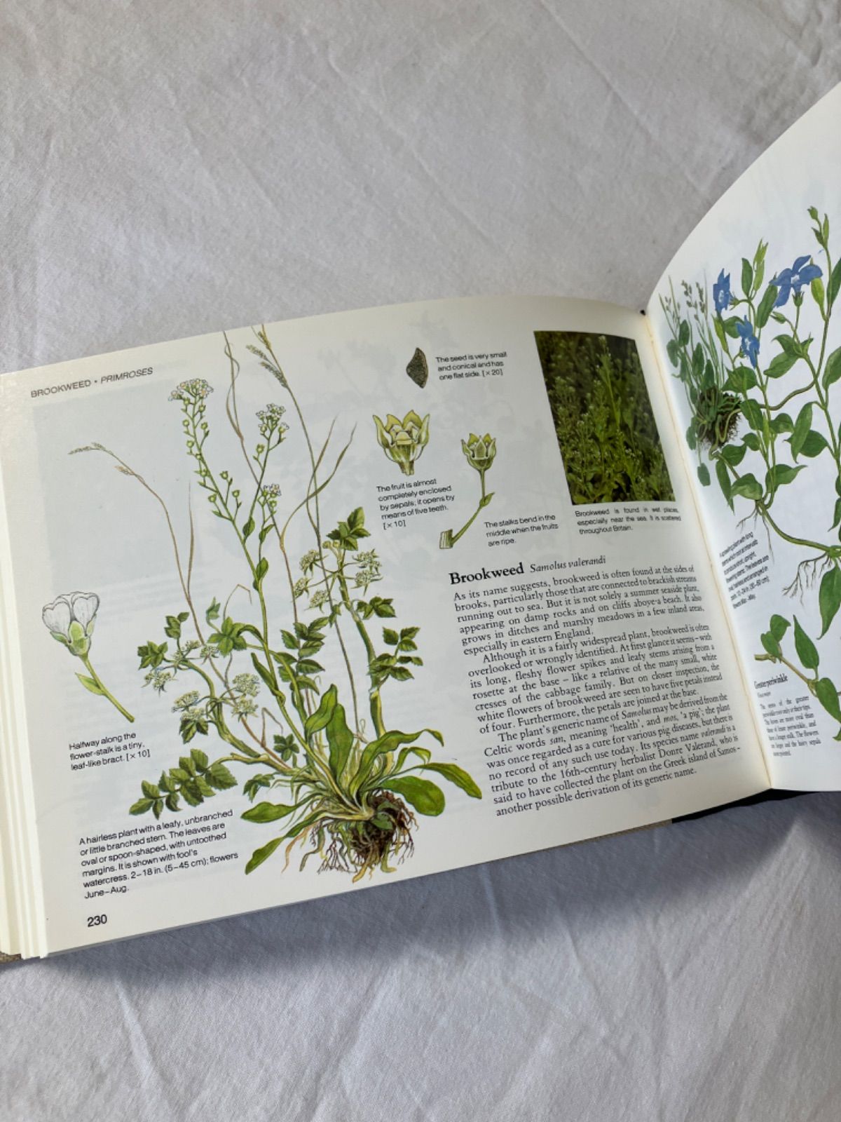 イギリスの野生植物図鑑 Wild Flowers of Britain - メルカリ