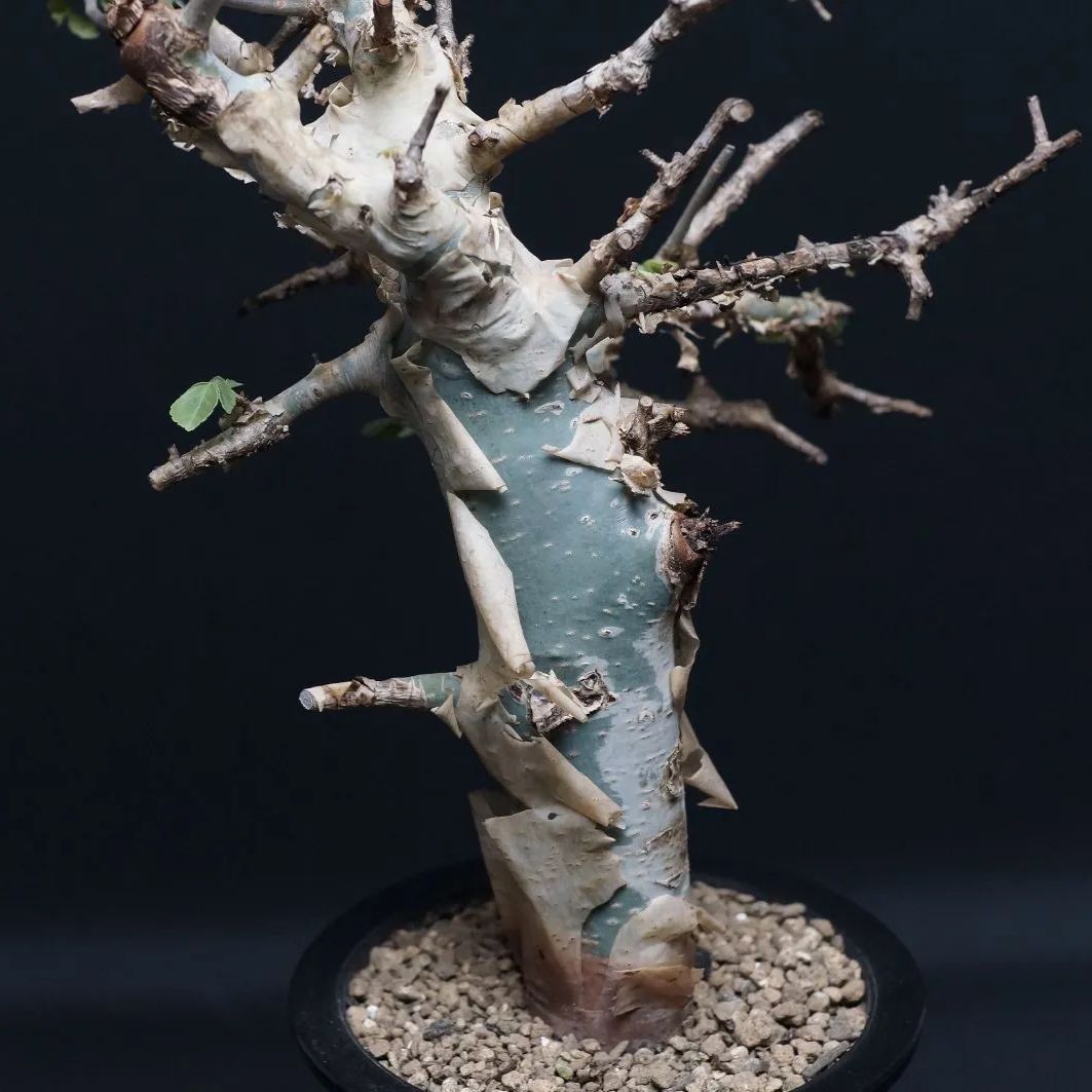 Commiphora holtziana