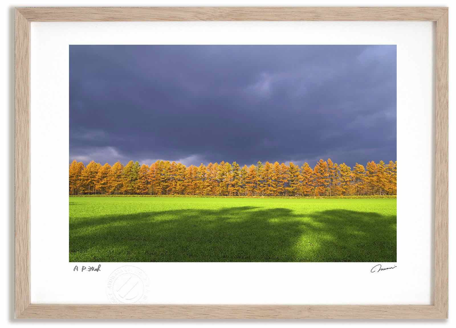 アートフォト 絵画 カラマツの紅葉7 高橋真澄 インテリア 額入り 額装込 風景画 油絵 ポスター アート アートパネル リビング 玄関 プレゼント モダン アートフレーム 飾る Mサイズ おしゃれ 壁掛け 絵