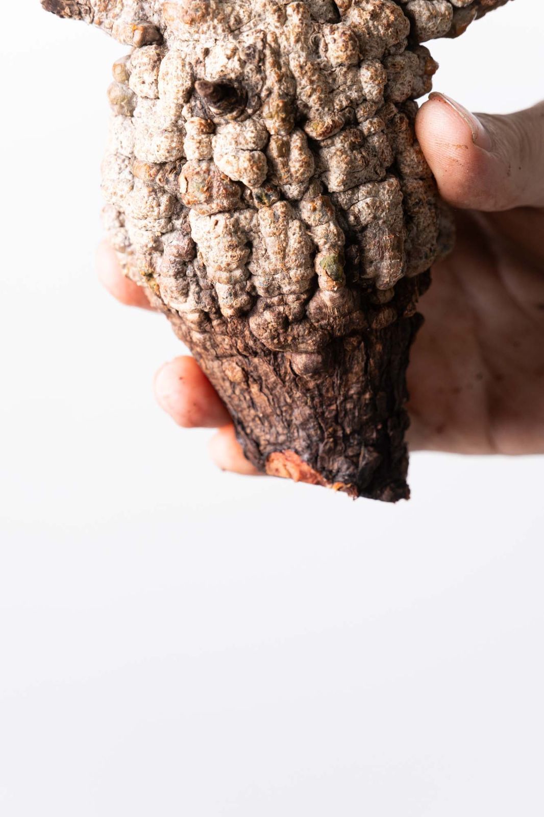 MP127 オペルクリカリア パキプス コーデックス ベアルート株