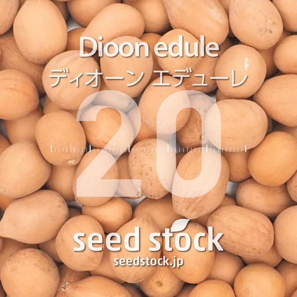 ディオーンの種 Dioon edule 20粒 ゆうパケット発送