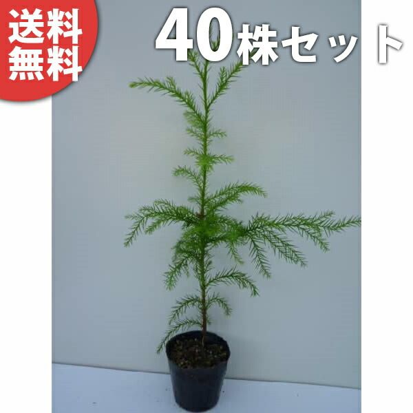 苗|苗木 40本セット スギ 樹高0.3m前後 10.5cmポット 杉 ノキ すぎ スギノキ 苗木 苗 植木 庭木 生け垣 kb 40本 40