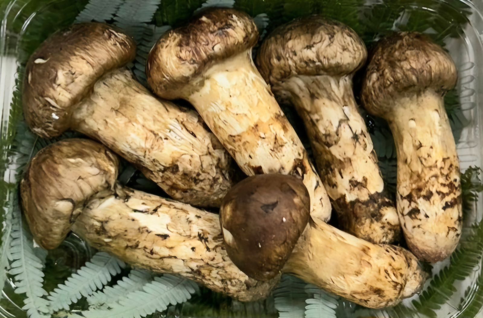 中国産 秀逸品質【天然 つぼみ 中腕 松茸 400~450g】3L~2L 3～7