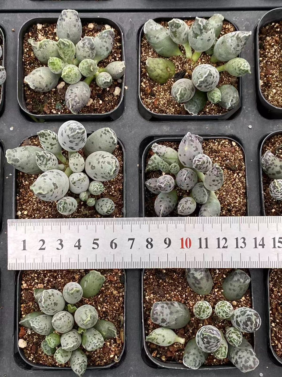 新入荷 ZM1742×50鉢 抜き苗 多肉植物 アエオニウム エケベリア サボテン 韓国苗 YUZUMIYA_COM