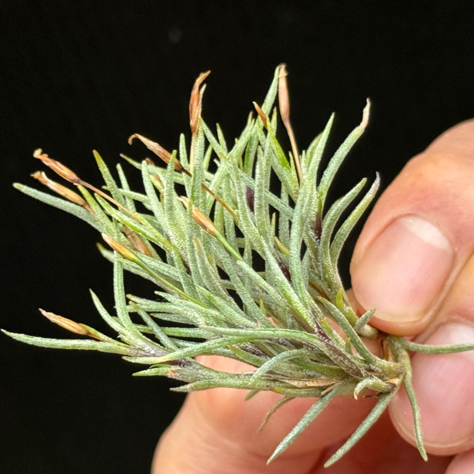 チランジア ロイテリ① (メルカリ便にてお届けします) Frontier Plants】オンラインストア6月24日販売予定約20種類の