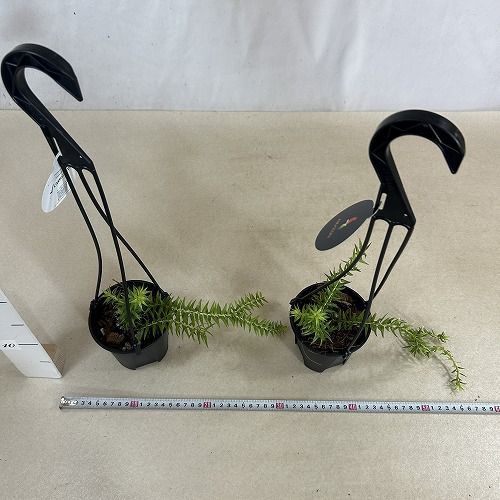 フペルジア nangklay 鉢入り メルカリ便発送 観葉植物 葉傷みあり フペルジア フレグマリア 4号吊り鉢(個体
