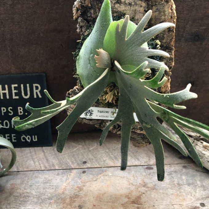 jade girl 胞子 NO.3 ビカクシダ jade girl 胞子 NO.3 ビカクシダ P